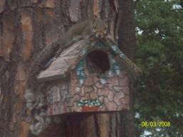 Squirrel on a Birdhouse